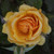 Rosa 'Amber Queen'