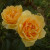 Rosa 'Amber Queen'