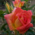 Rosa 'Amber Star'