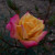 Rosa 'Amber Sunset'