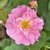 Rosa 'Amelia'