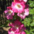 Rosa 'American Pillar'