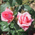 Rosa 'Andrea Stelzer'