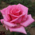 Rosa 'Andrea Stelzer'