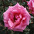 Rosa 'Andrea Stelzer'