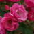 Rosa 'Angela'