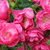 Rosa 'Angela'