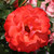 Rosa 'Anisley Dickson'