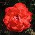 Rosa 'Anisley Dickson'