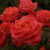 Rosa 'Annabelle'