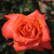 Rosa 'Annabelle'