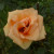 Rosa 'Apricot Silk'