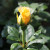 Rosa 'A Rose for Ryedale'