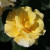 Rosa 'A Rose for Ryedale'