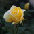 Rosa 'A Rose for Ryedale'
