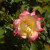 Rosa 'Baby Masquerade'
