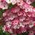 Rosa 'Ballerina'