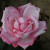 Rosa 'Barts Nurse'