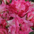 Rosa 'Bella Diana'