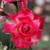 Rosa 'Bella Diana'