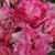 Rosa 'Bella Diana'