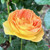 Rosa 'Belle de Jour'
