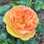 Rosa 'Belle de Jour'