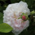 Rosa 'Belle Isis'