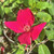 Rosa 'Bengal Crimson'
