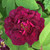 Rosa 'Berenice'