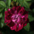 Rosa 'Berenice'