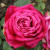 Rosa 'Birthday Boy'