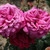 Rosa 'Birthday Boy'
