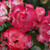 Rosa 'Birthday Girl'
