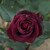 Rosa 'Black Baccara'