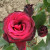 Rosa 'Black Baccara'