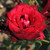 Rosa 'Black Baccara'