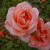 Rosa 'Blessings'