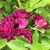 Rosa 'Bleu Magenta'