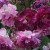 Rosa 'Bleu Magenta'