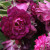 Rosa 'Bleu Magenta'