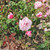 Rosa 'Blossomtime'
