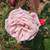 Rosa 'Blossomtime'