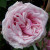 Rosa 'Blossomtime'