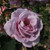 Rosa 'Blue Moon'