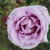Rosa 'Blue Moon'