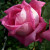 Rosa 'Bobby Charlton'