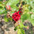 Rosa 'Bonn'