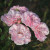 Rosa 'Bonica'