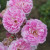 Rosa 'Bourbon Queen'
